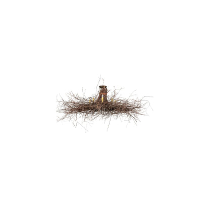 Twigs 8 Light 36" Wide Candle Style Chandelier
